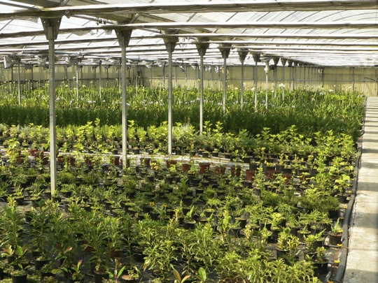 Produción de planta en invernadero
